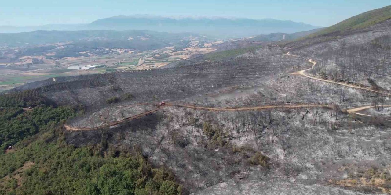 Yanan ormandan geriye bu görüntü kaldı