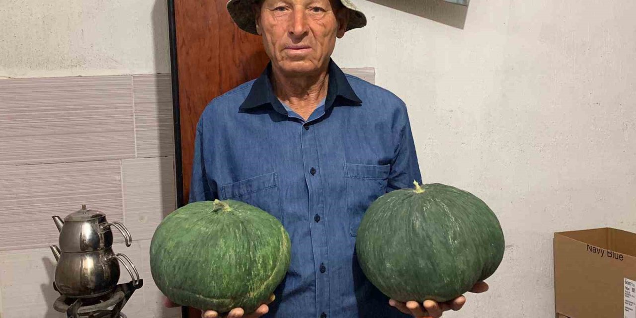 Ata tohumuyla "Çavuşlar Kavunu" yeniden canlandırıldı