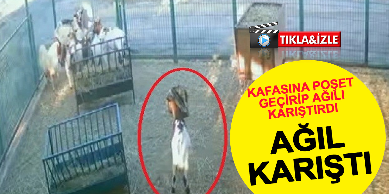 VİDEO HABER: Kafasına Poşeti Geçirip Diğerlerini Darladı