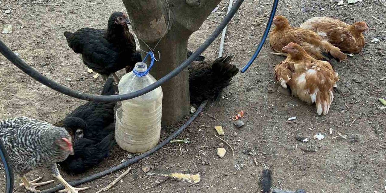 Kümese giren sokak köpekleri 70 tavuğu telef etti