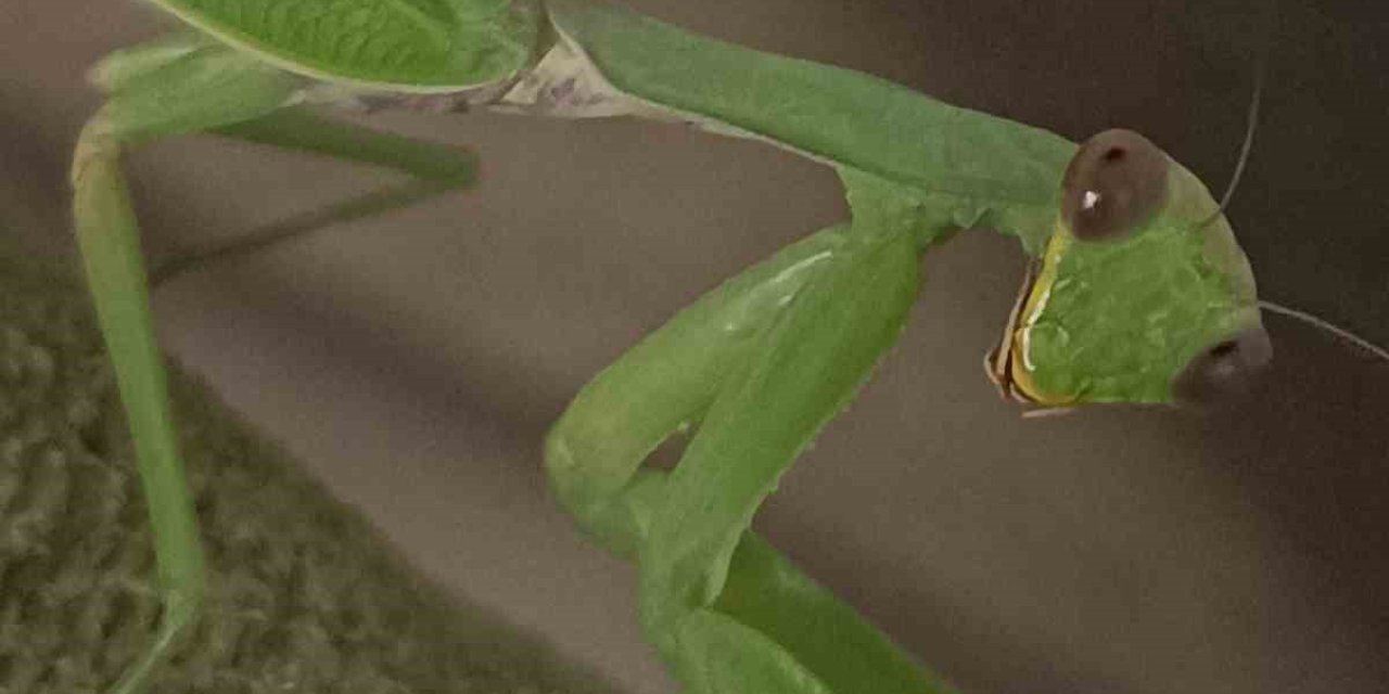 Peygamberdevesi tarlaların yeni koruyucusu