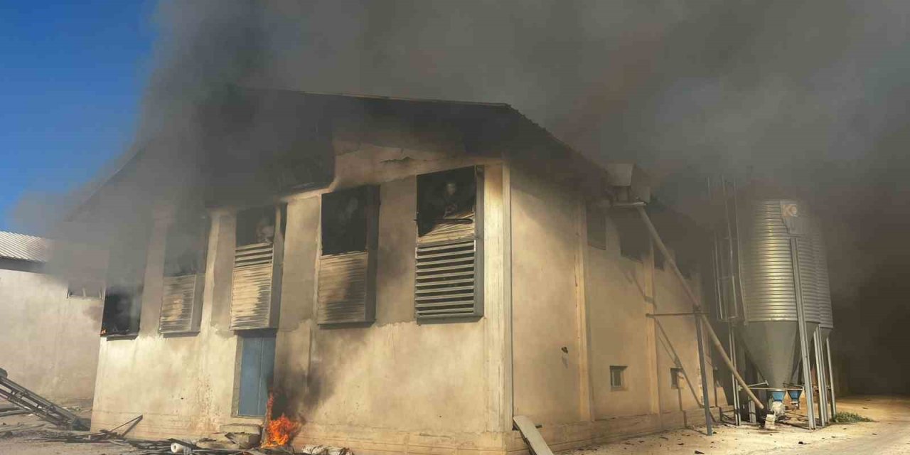 Tavuk çiftliğinde yangın çıktı: Çok sayıda tavuk telef oldu