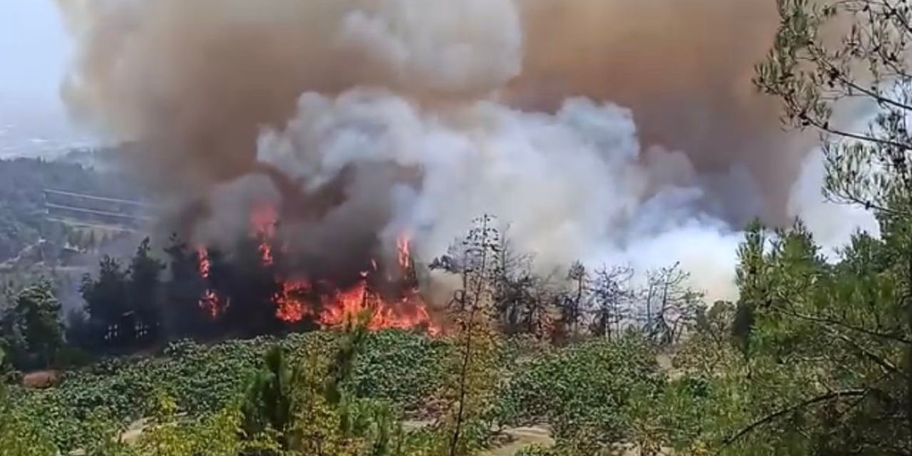 Bursa yine orman yangınıyla mücadele ediyor
