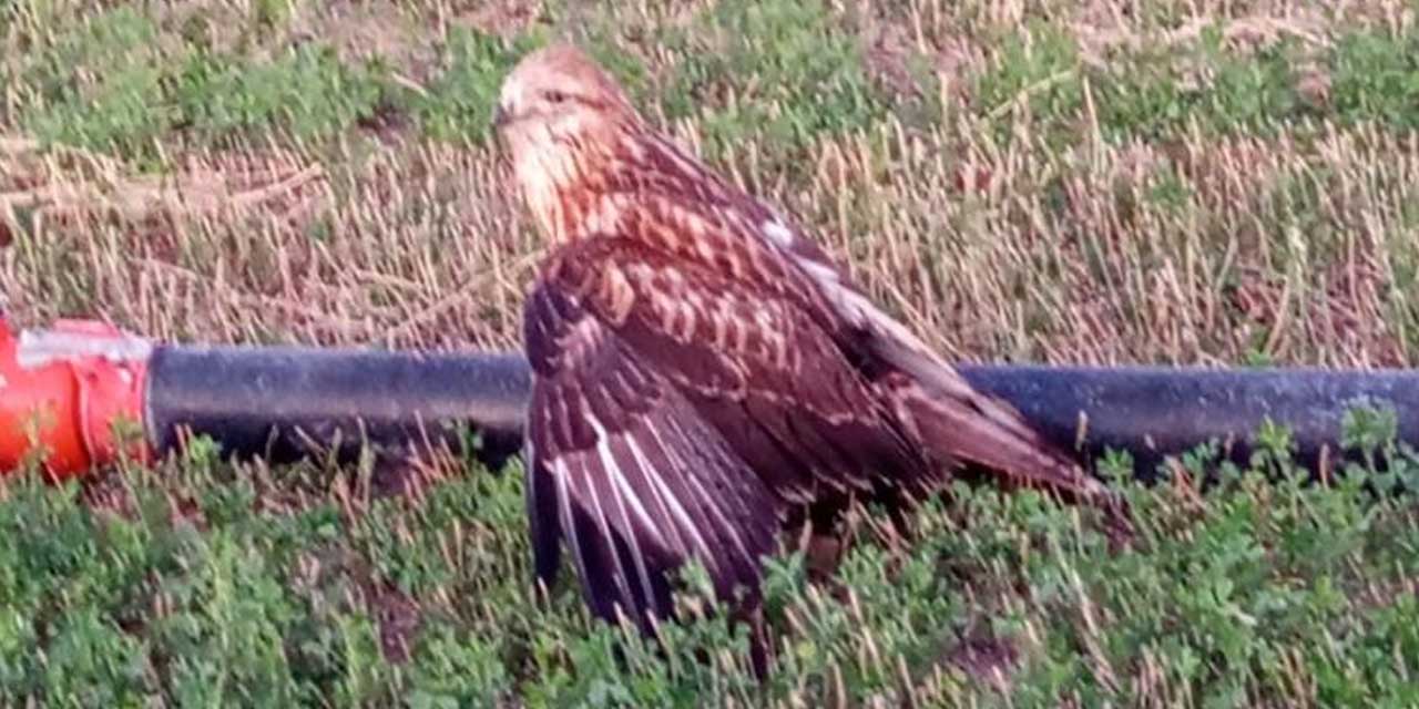 Vatandaş tarlada buldu, koruma altına alındı
