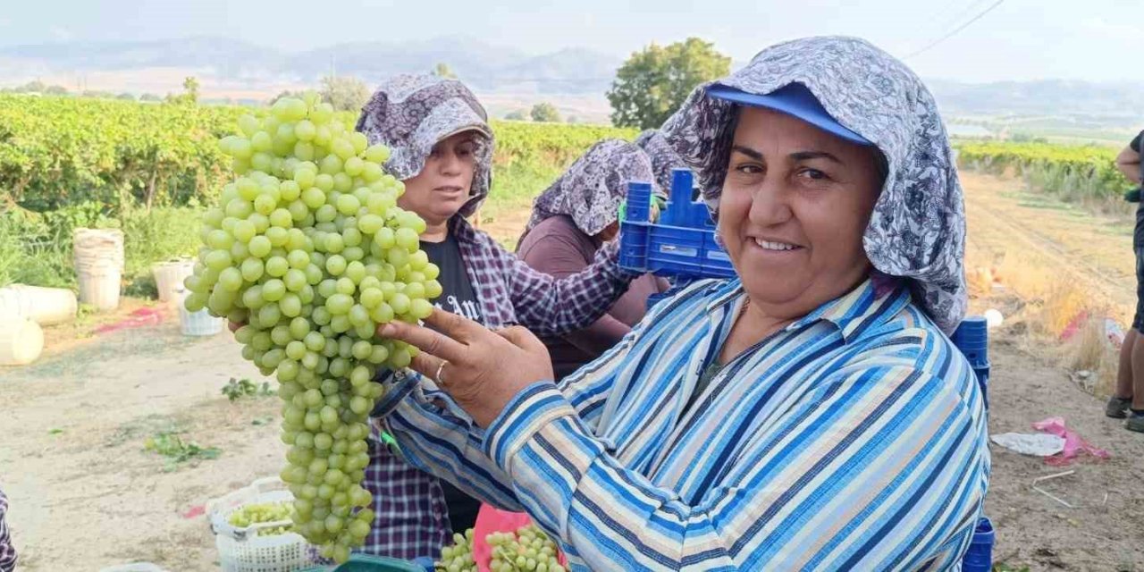 5,5 kiloluk üzüm salkımı ilgi odağı oldu