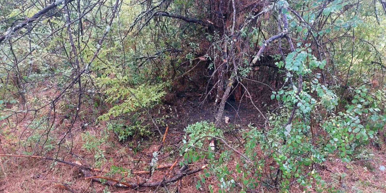 1 saatte 4 ağaca yıldırım düştü