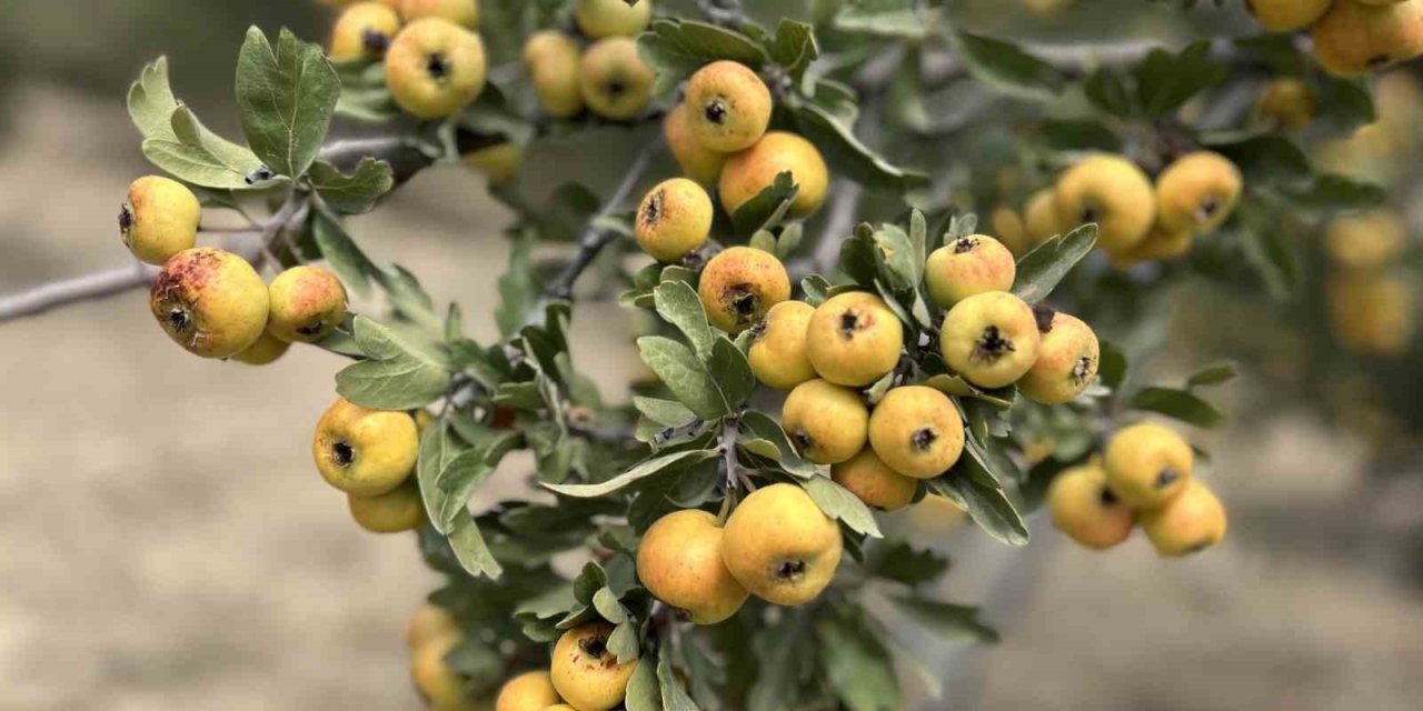 Alıçta hasat başladı: Kilosu 200 liradan satılıyor