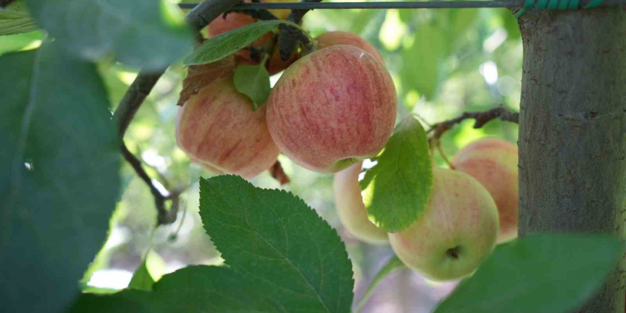 Don zararı Niğde’de elma rekoltesini yüzde 95 oranında düşürdü