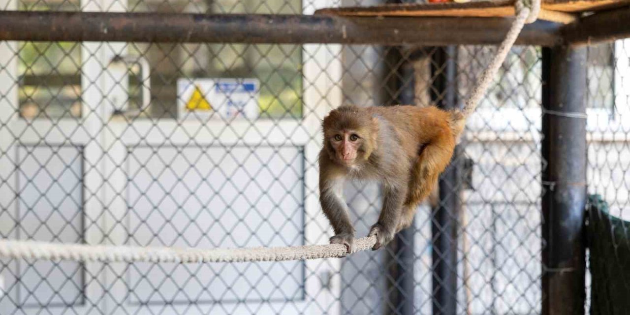 Şiddet gören maymun koruma altına alındı