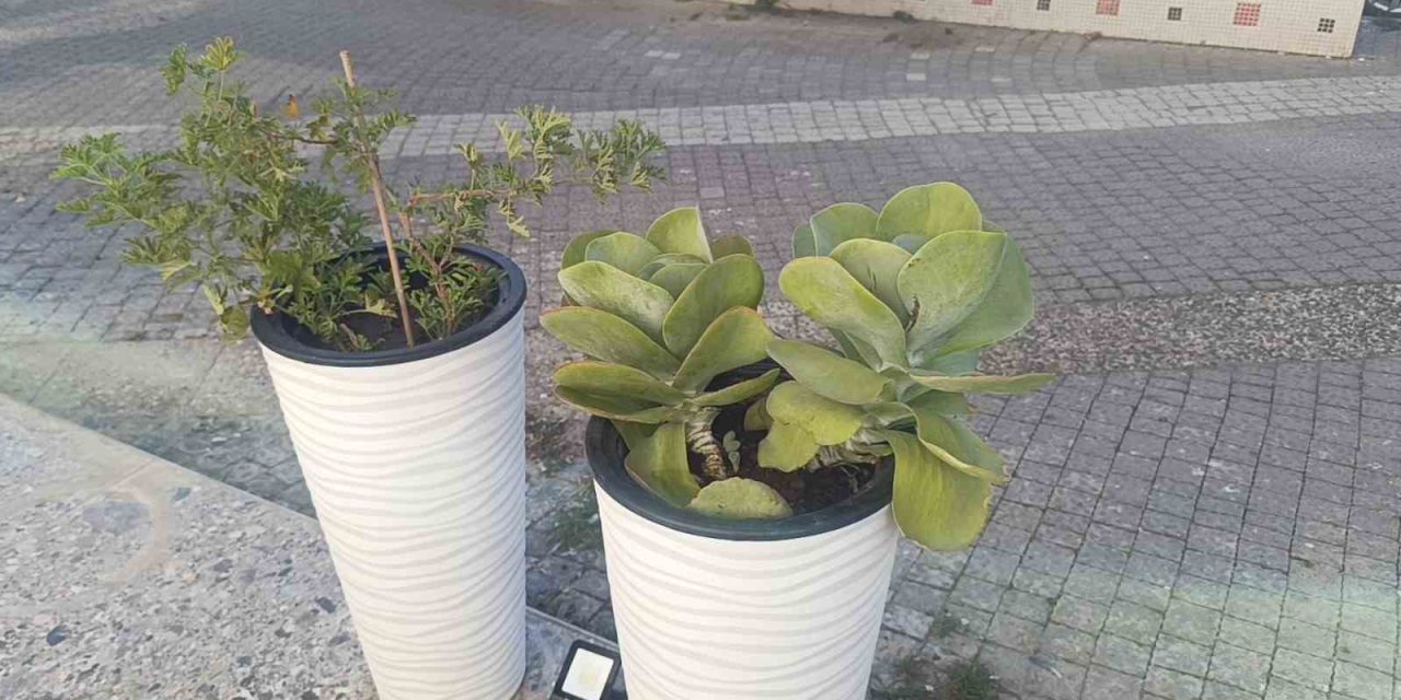 Yoldan geçen kadın, saksıdaki çiçeği söküp götürdü