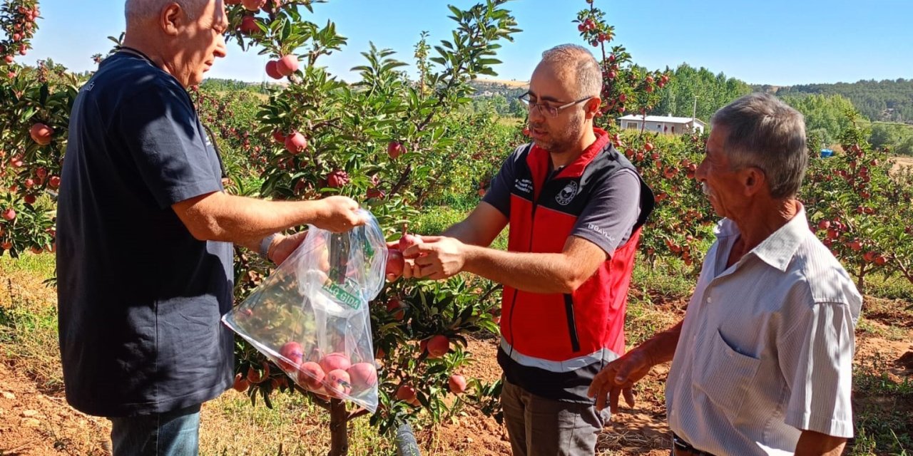 Elma Hasadı Öncesi Pestisit Denetimi
