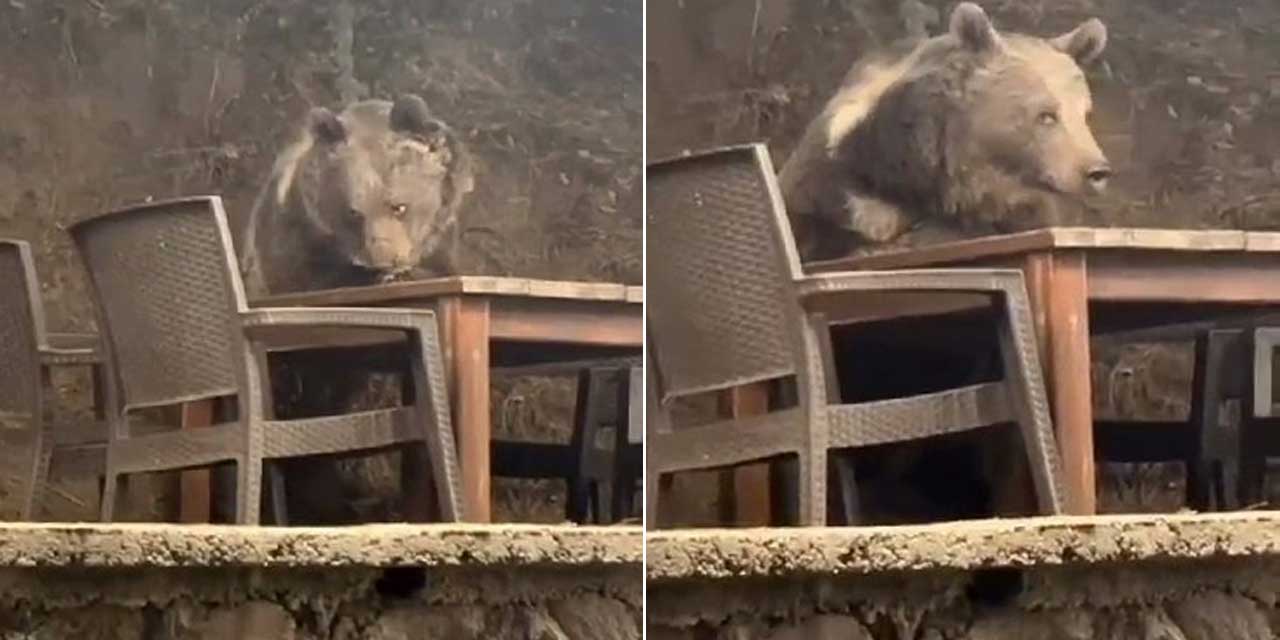 Lokantaya giren ayı masaya oturup servis bekledi