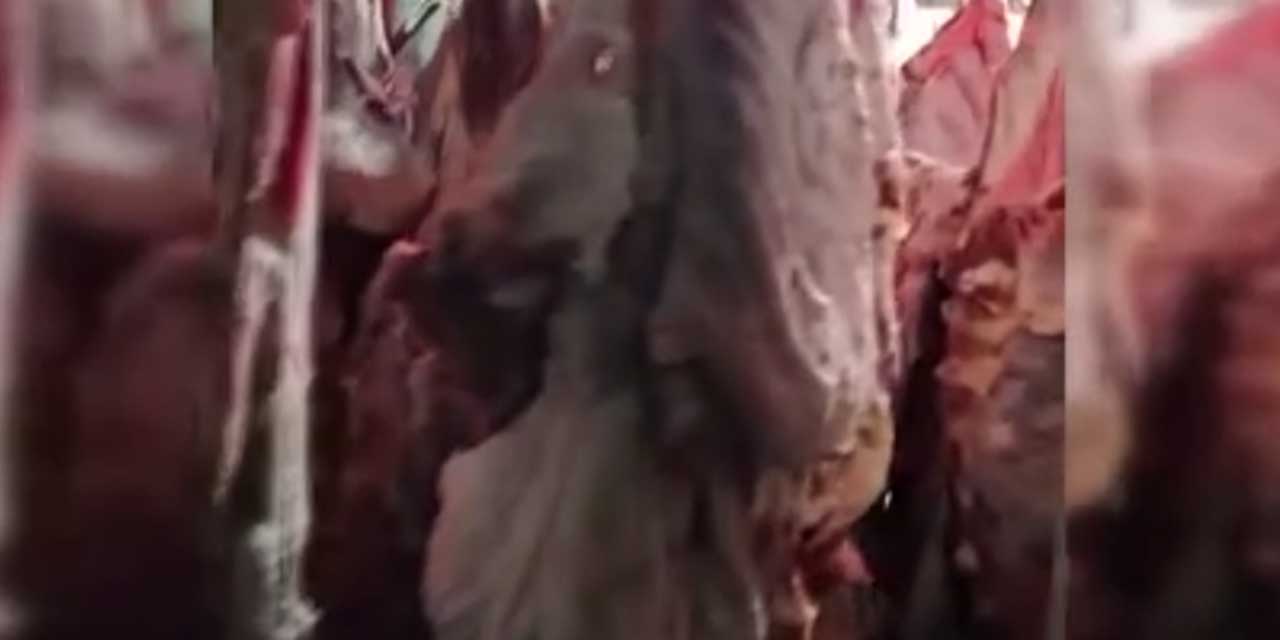 Bir ahırın içinde 1,5 ton mühürsüz ve uygunsuz et tespit edildi