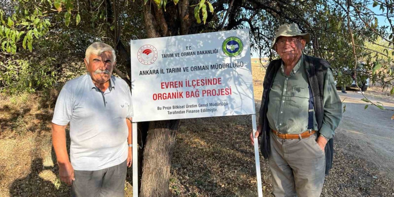 Ankara'da ata tohumundan elde edilen üzümlerin hasadı başladı