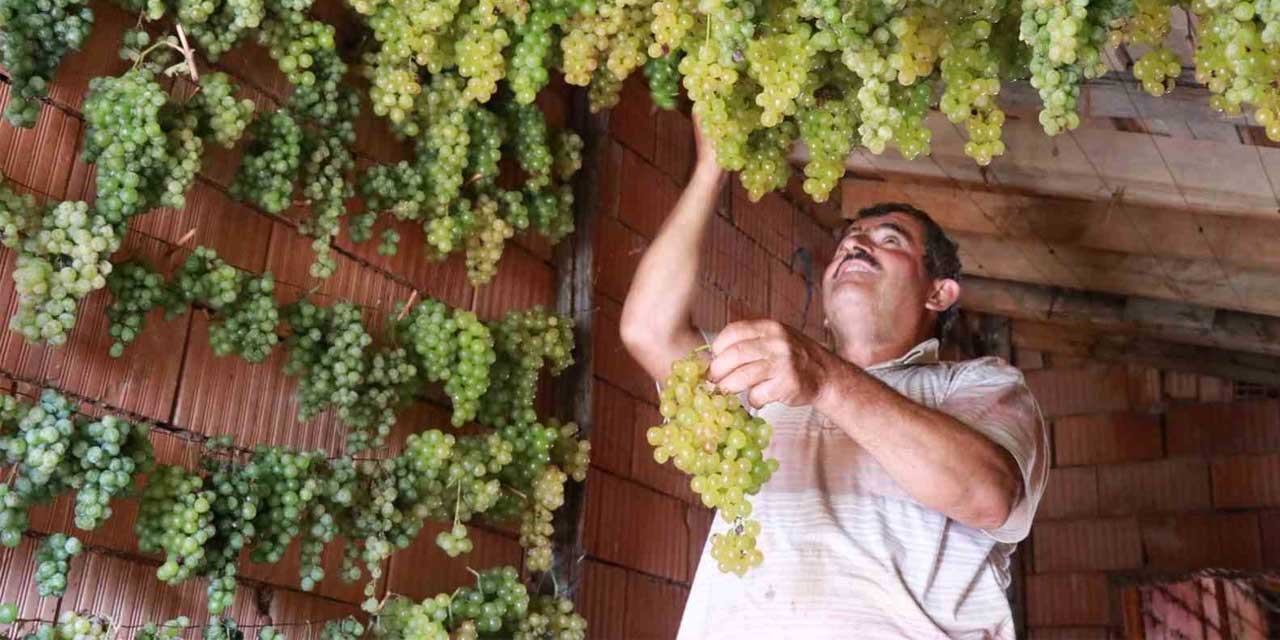 Konya'nın Gölgeden Gelen Lezzeti: Güneş Görmeden Kuruyor, Yeşil Kalıyor