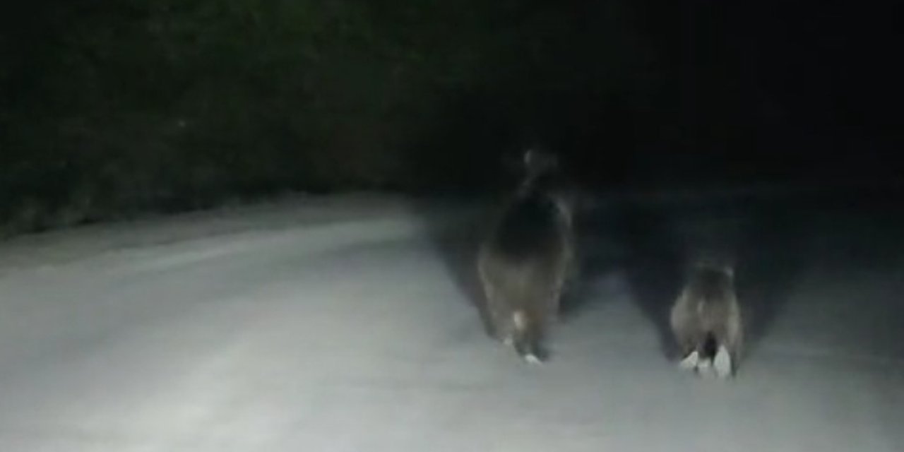 Seyir halindeki otomobilin önüne ayı çıktı