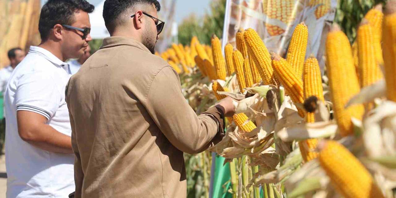 Kuraklığa Dayanıklı Yeni Hibrit Mısırlar Konya'da Tanıtıldı