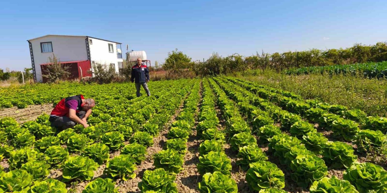 Beyşehir’de bitkisel üretim takip altında