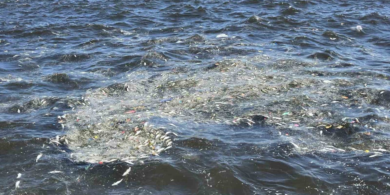 İzmir Körfezi’nde balık ölümleri yeniden başladı