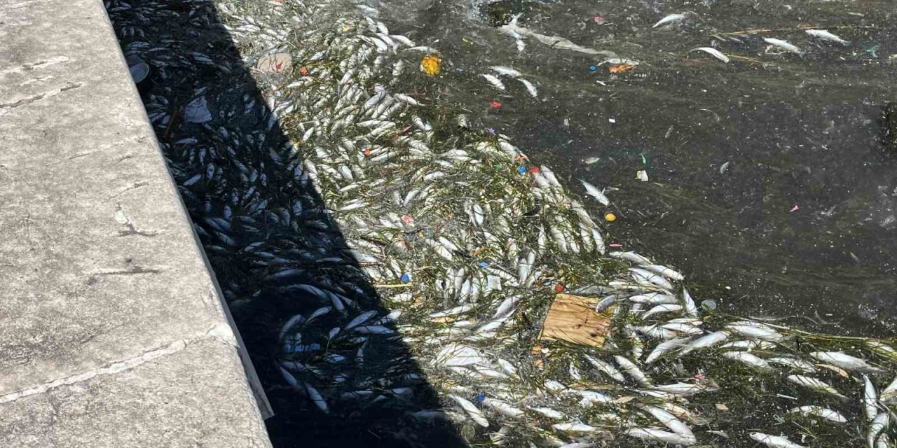 İzmir'de Balıklar Ölüyor 25 Yıllık Yönetim Suçu Kabul Etmiyor