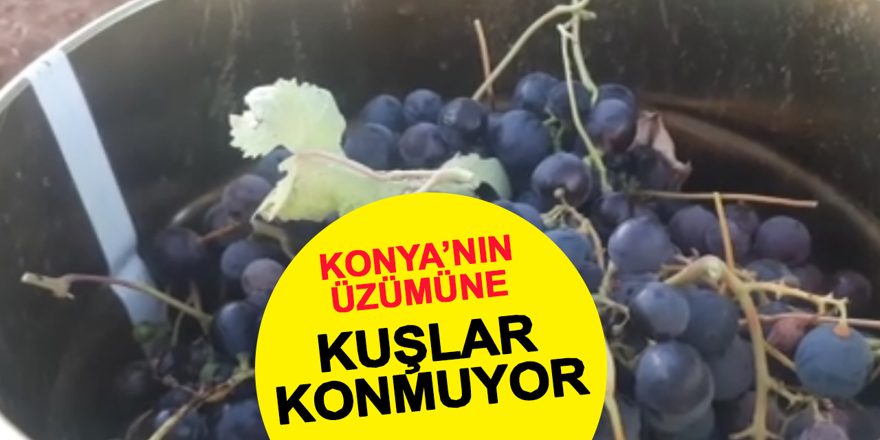 Bereket Şehri Konya'da Artık Kuşlara Bile Üzüm Yok