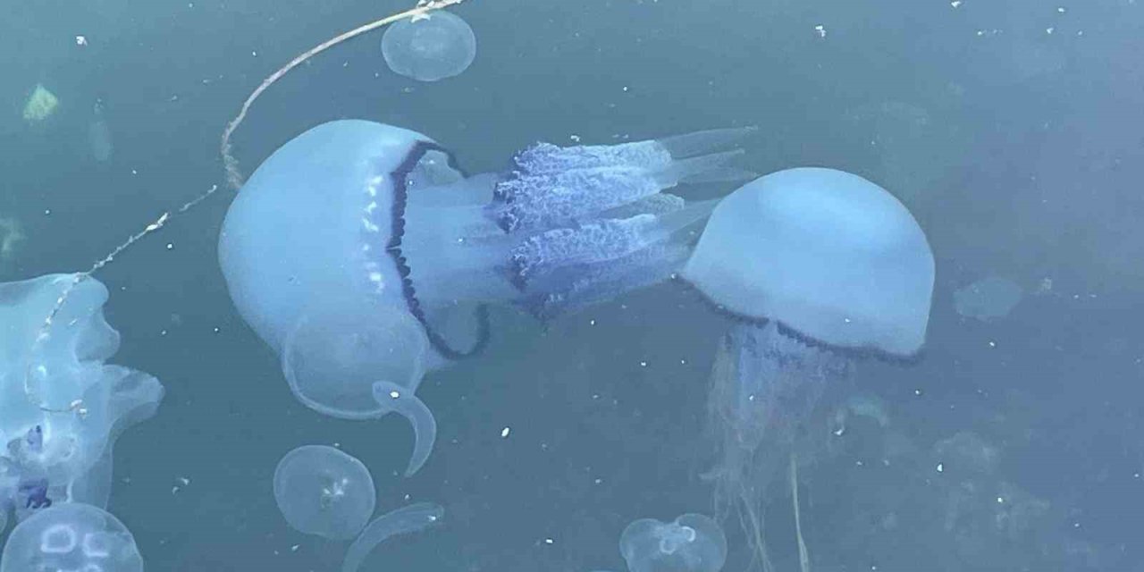 Bitti denilmişti, yeniden hortladı