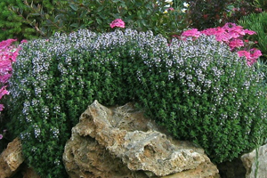 Bağışıklığın doğal kalkanları