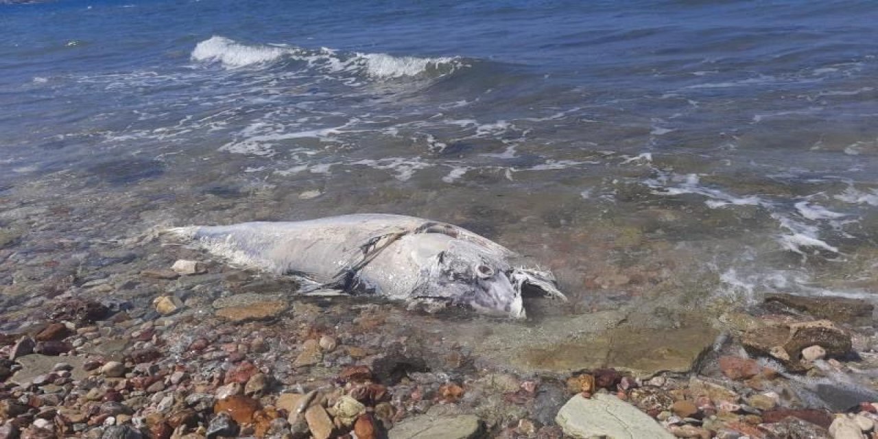 Orkinos ölümlerinin nedeni belli oldu