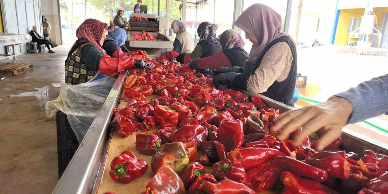 Hollanda’nın biber salçası İnegöl'den