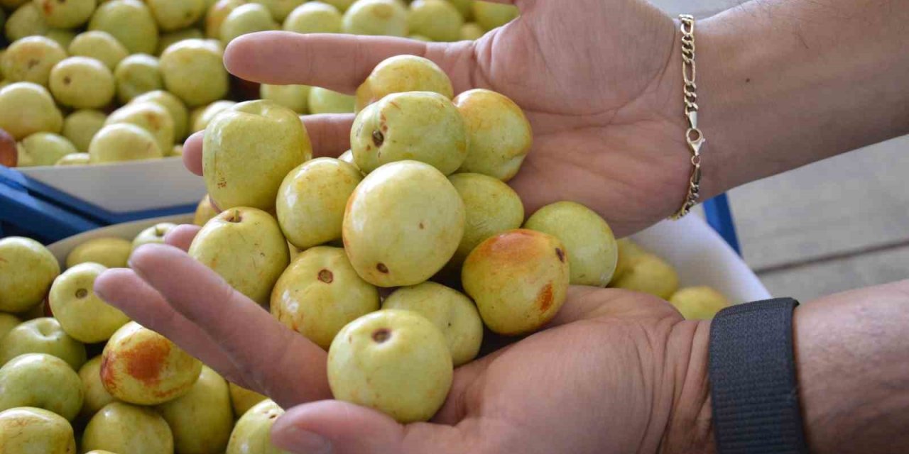 Taze iri hünnap hasadı başladı