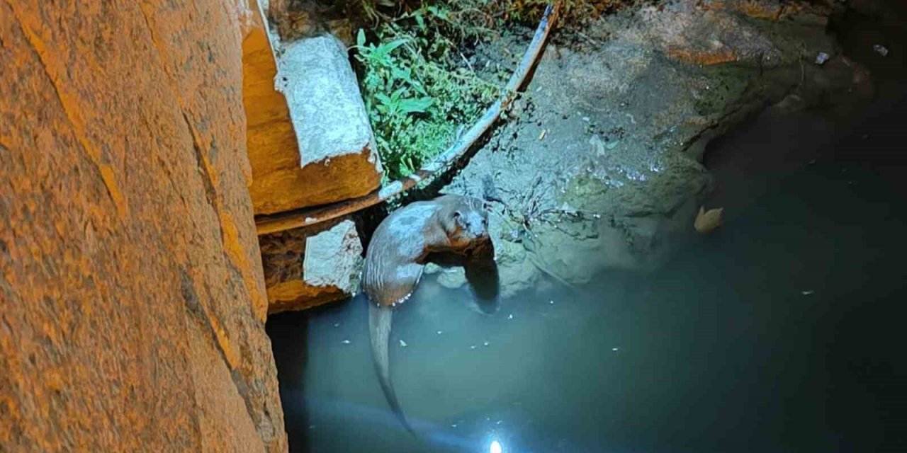 Konya'da Su Samurları Yeniden Görüldü: Ekosistemin Sağlıklı Olduğu Gözlemlendi