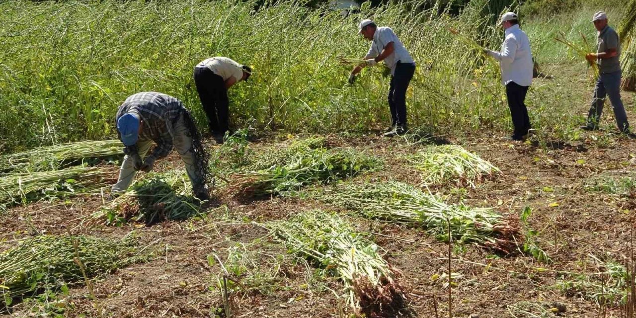 Manavgat’ın “Altın” Değeri Hasatta: Tescilli Susamda 4 Bin Ton Rekolte Bekleniyor