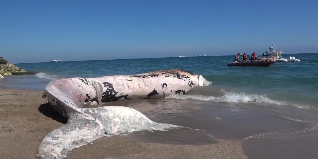 4 yıl önce gömülen ’Balina’nın iskeleti bilimsel kazıyla çıkarılacak