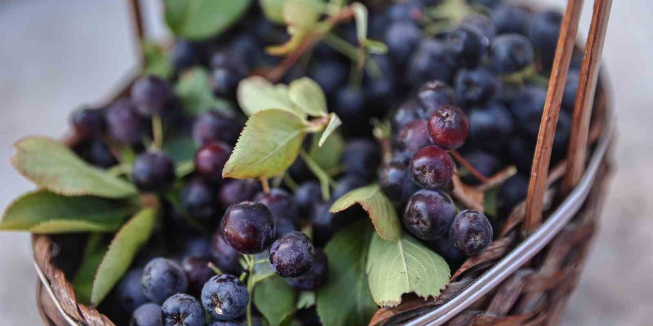 Antalya’da aronya ve böğürtlen hasadı bereketi