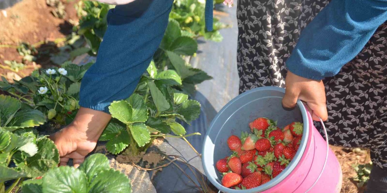 Çiftçilikte Yeni Umut: Domatesten Vazgeçtiler, Çilekle 5 Yılda 30 Kat Büyüdüler