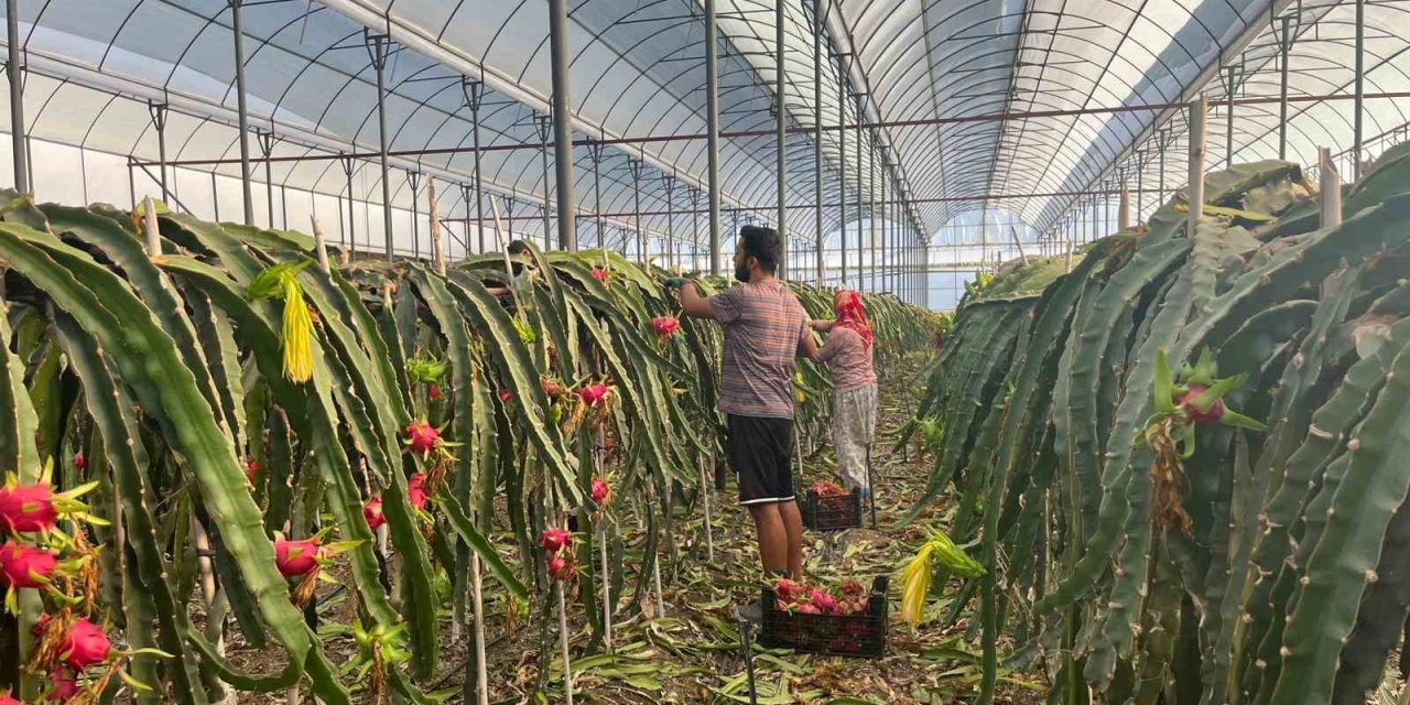 Alanya'da 4 mevsim hasat var: Sıra ejder meyvesinde