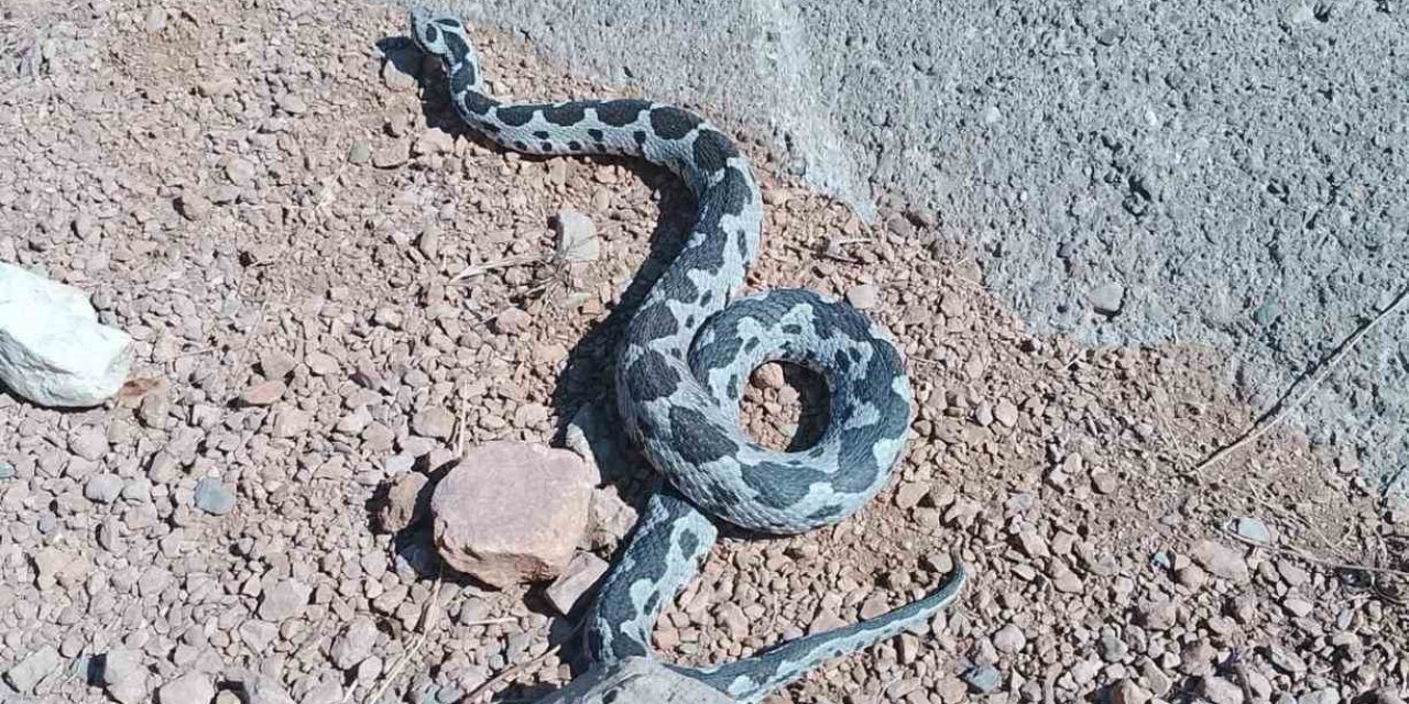 Engerek yılanı görüntüsüyle ürküttü