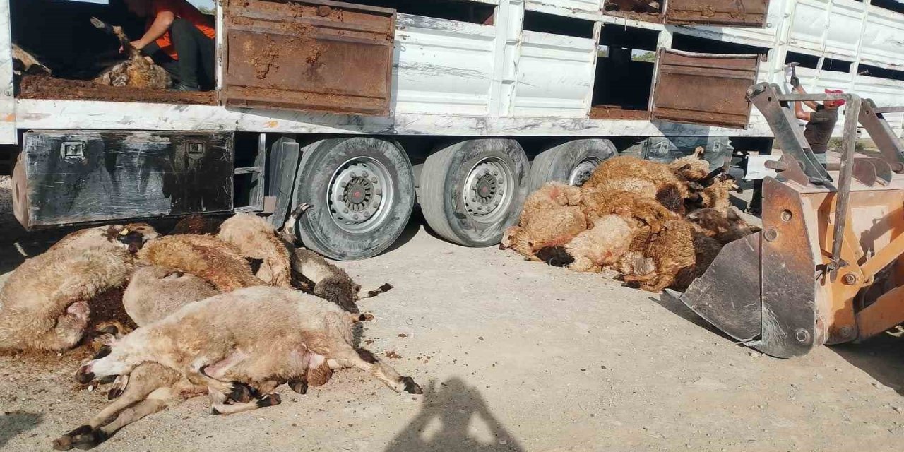 Konya'da Hayvan Yüklü Tır Devrildi: 147 Küçükbaş Telef Oldu