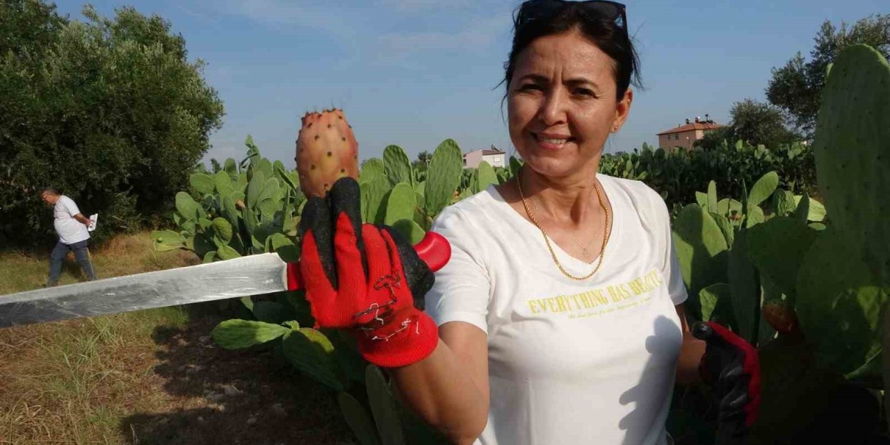 Herkes Alay Etmişti: Türkiye’nin İlk Tescilli Dikenli İncir Bahçesi Kuruldu