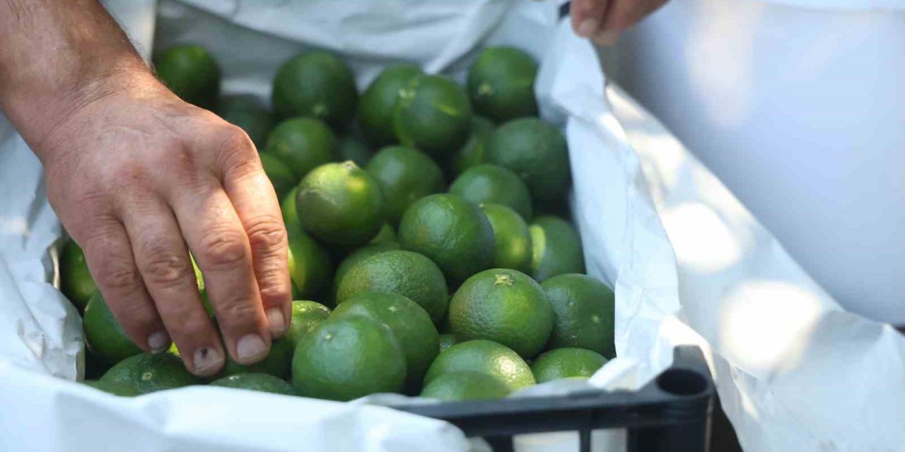Kuraklığa rağmen mandalina hasadı başladı: 40 TL'den satılıyor
