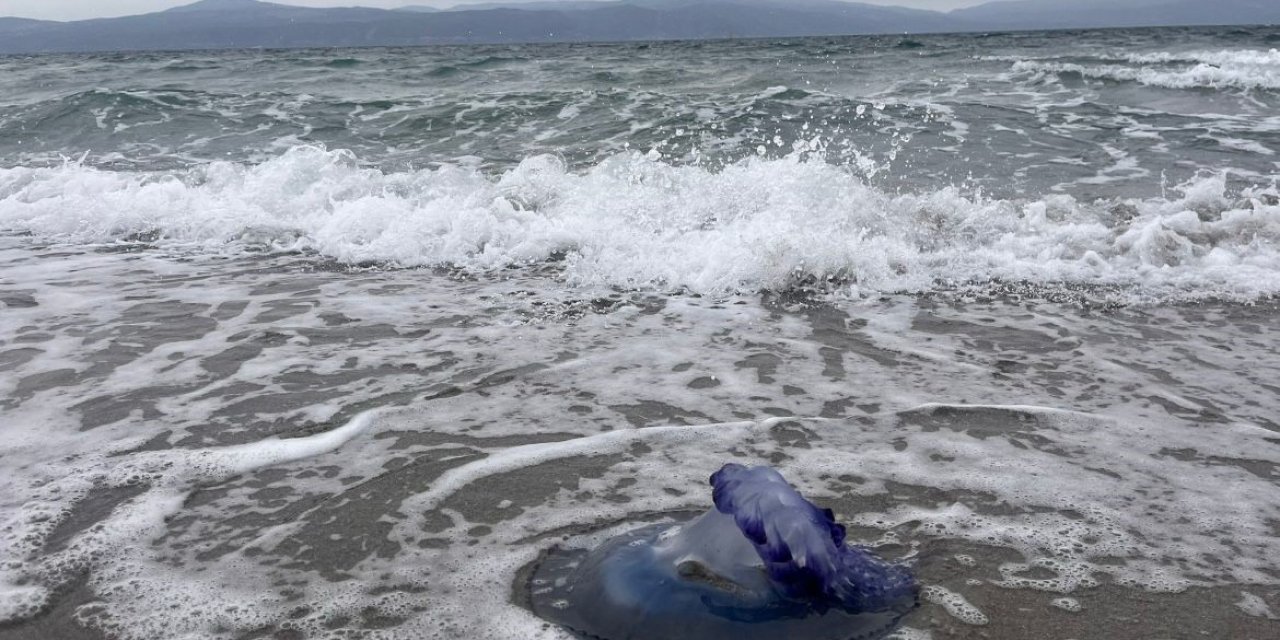Mavi denizanaları sahile vurdu, görenler şaşırdı