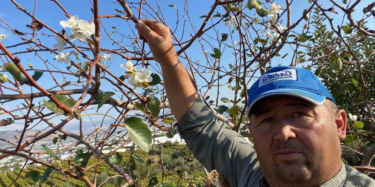 Manisa'da armut ağaçları çiçek açtı