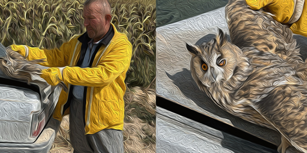 Karapınar’da yaralı kulaklı baykuş (Asio otus) bulundu