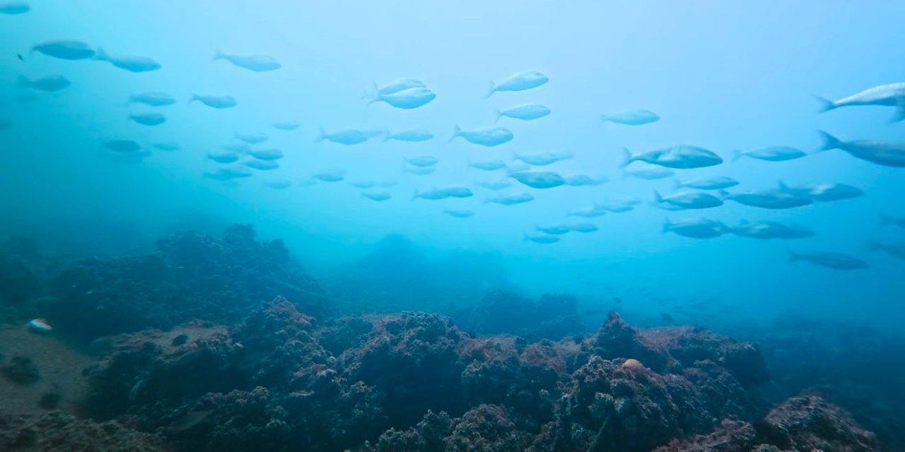 İzmit Körfezi yeniden can buldu