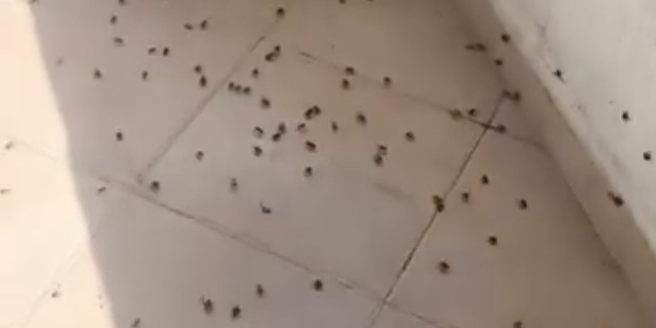 Kahverengi Kokarca İstilası: Evler, Arabalar, Sokaklar Sarıldı