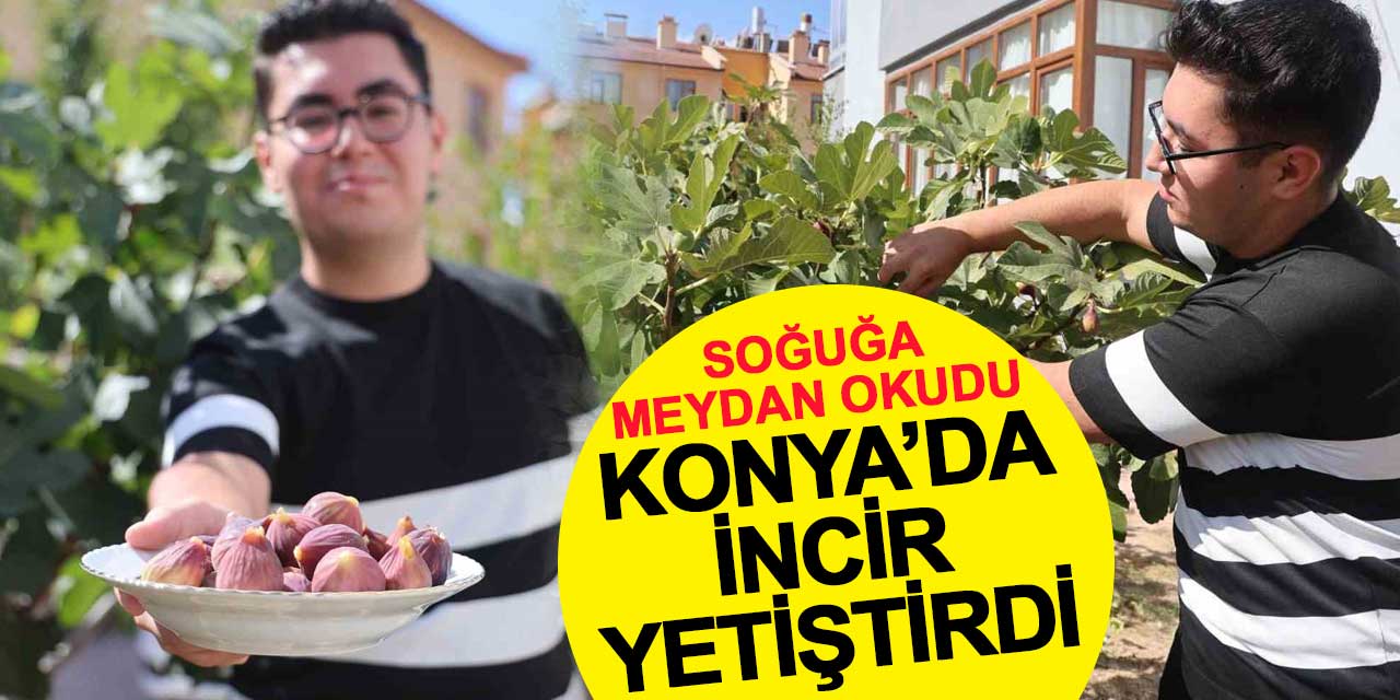 Soğuğa Meydan Okudu, Konya’da İncir Yetiştirdi