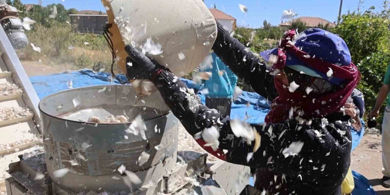 Aksaray'da Organik Sarımsak Ekim Sezonu Başladı: Hedef 150 Ton Rekolte