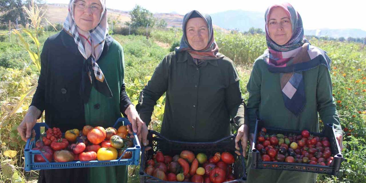 Domatesin bu kadar çeşidi mi varmış! Tam 55 çeşit domates üretiyorlar