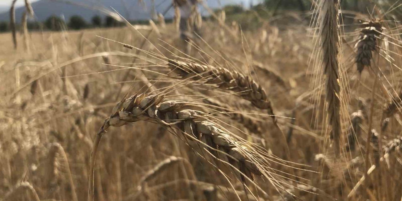 Dünya hububat arzında tarihi rekor: 3 milyar tonu aşacak