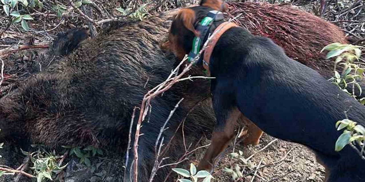 Konya Ava Çıktı: 40’a Yakın Yaban Domuzu Avlandı